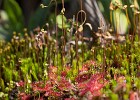 Kleine Gruppe Sonnentau mit Blüten